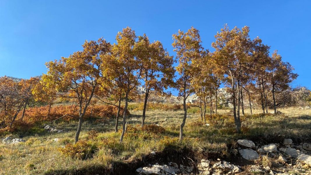 Parashikimi i motit në Shqipëri