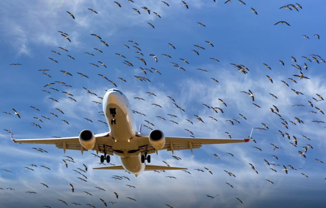 Pse është e rrezikshme përplasja aeroplan-zog?