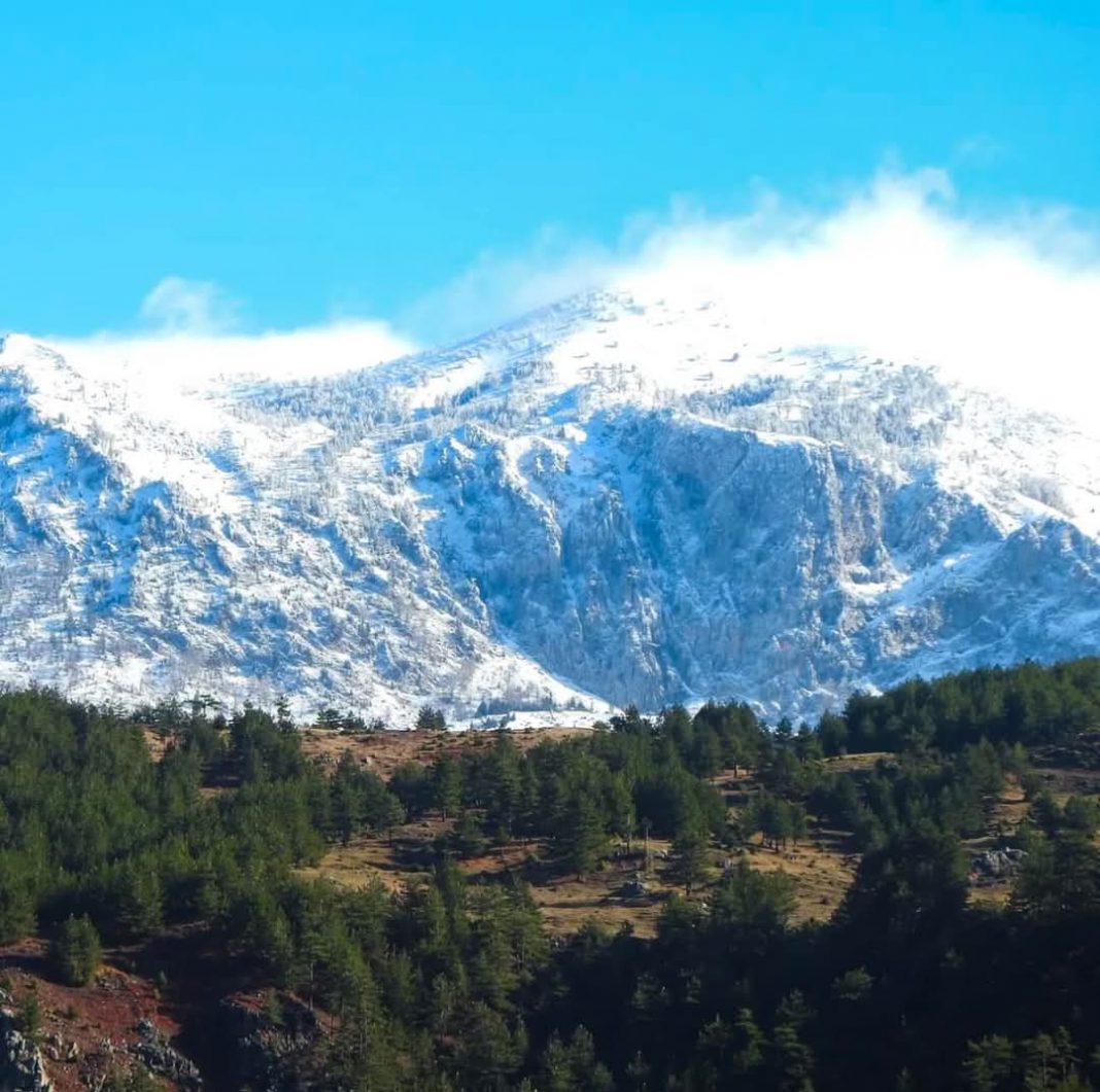 Shqipëri, parashikimi i motit