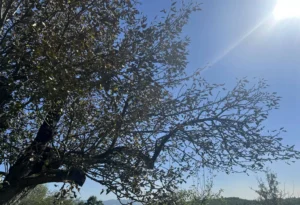 Moti sot, i vranët dhe me intervale me diell