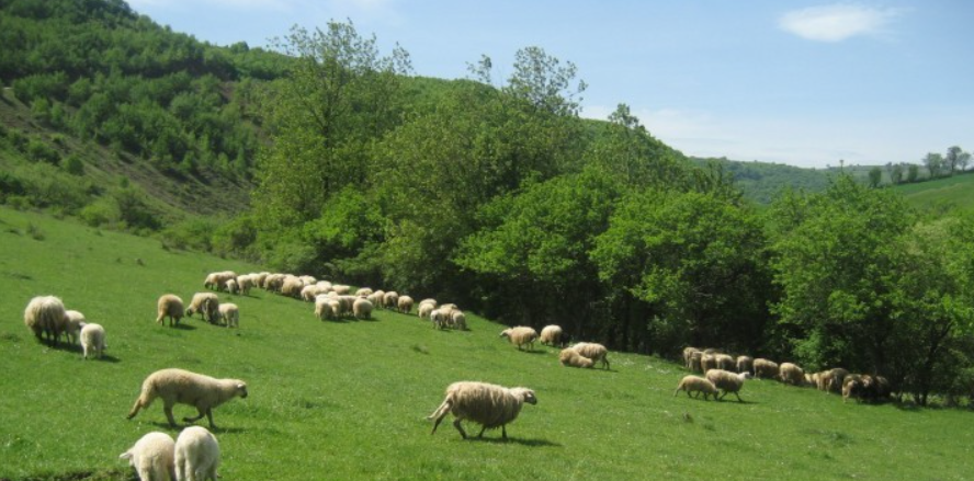 Kosova ndalon importin e deleve dhe dhive nga Maqedonia e Veriut Kosova ndalon importin e deleve dhe dhive nga Maqedonia e Veriut