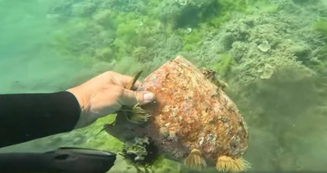 Durrësi antik ofron pasuri edhe për të apasionuarit e arkeologjisë nënujore