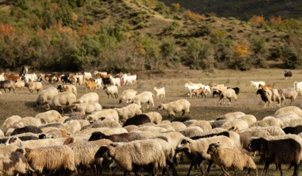 Ndalohet importi i kafshëve nga Serbia, për shkak të `Murtajës Afrikane`
