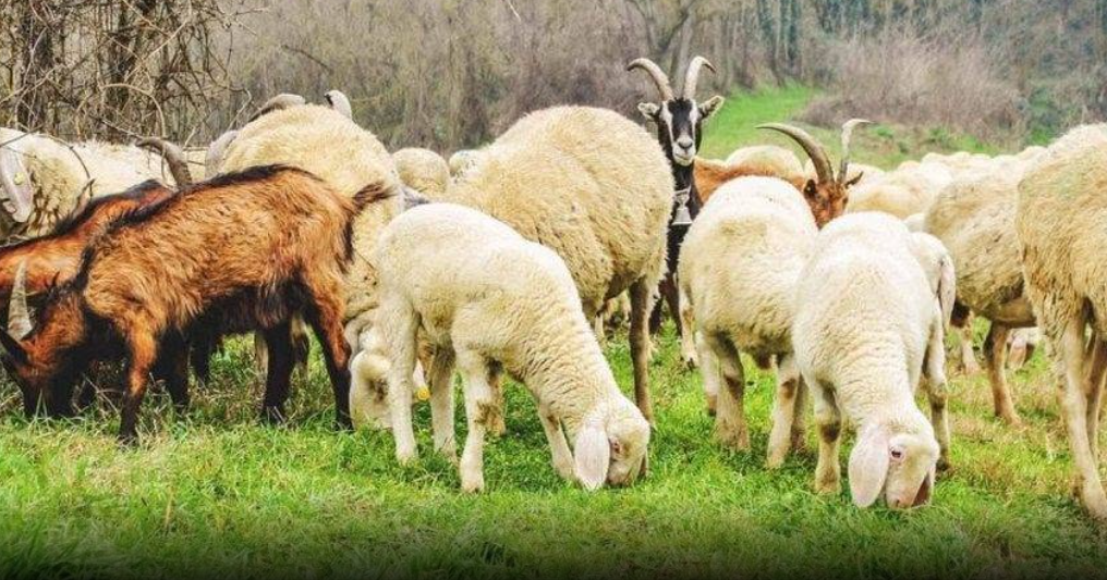 Çfarë është sëmundja PPR? Rasti i parë u konfirmua në Kosovë Çfarë është sëmundja PPR? Rasti i parë u konfirmua në Kosovë