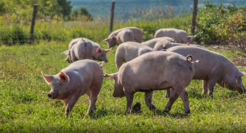 ‘Murtaja afrikane’, Kosova ndalon importin e derrave nga Kroacia