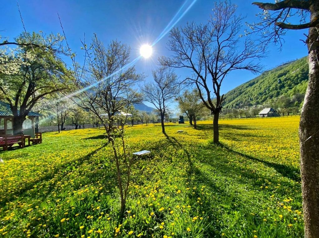 Shqipëri, parashikimi i motit