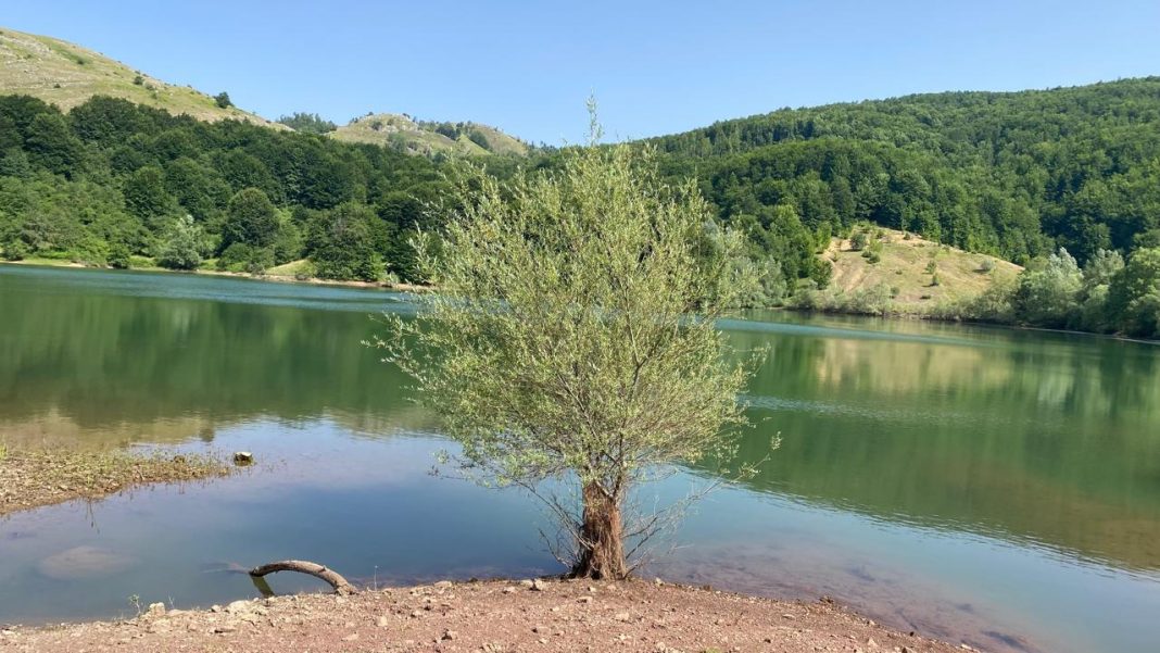 Shqipëri, parashikimi i motit