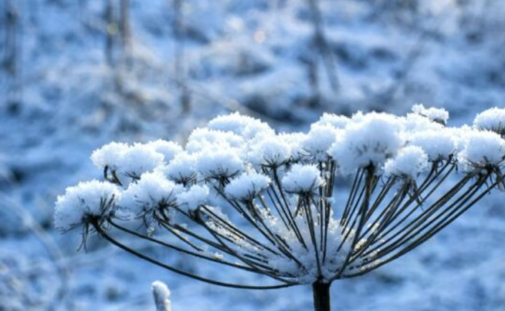 Bie bora e parë në Zvicër