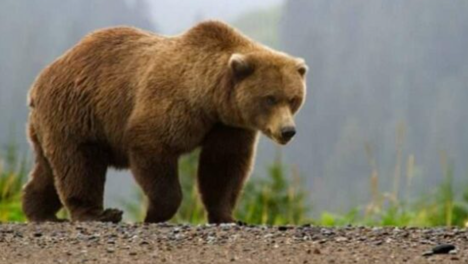 Ariu shfaqet në Novosellë të Pejës, sulmon dhe mbyt disa dele