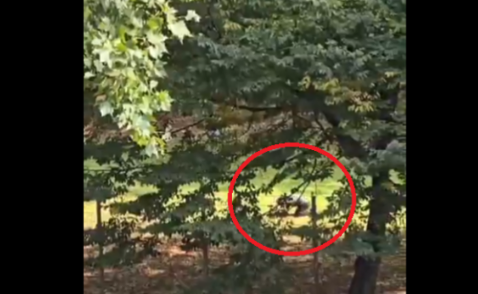 17 vjeçari nga Kosova i shtrirë për tokë, momenti kur policia gjermane e neutralizoi pas dyshimeve se theri një mësues