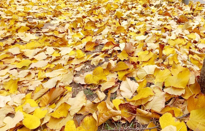 Moti sot me diell dhe vranësira të shpërndara