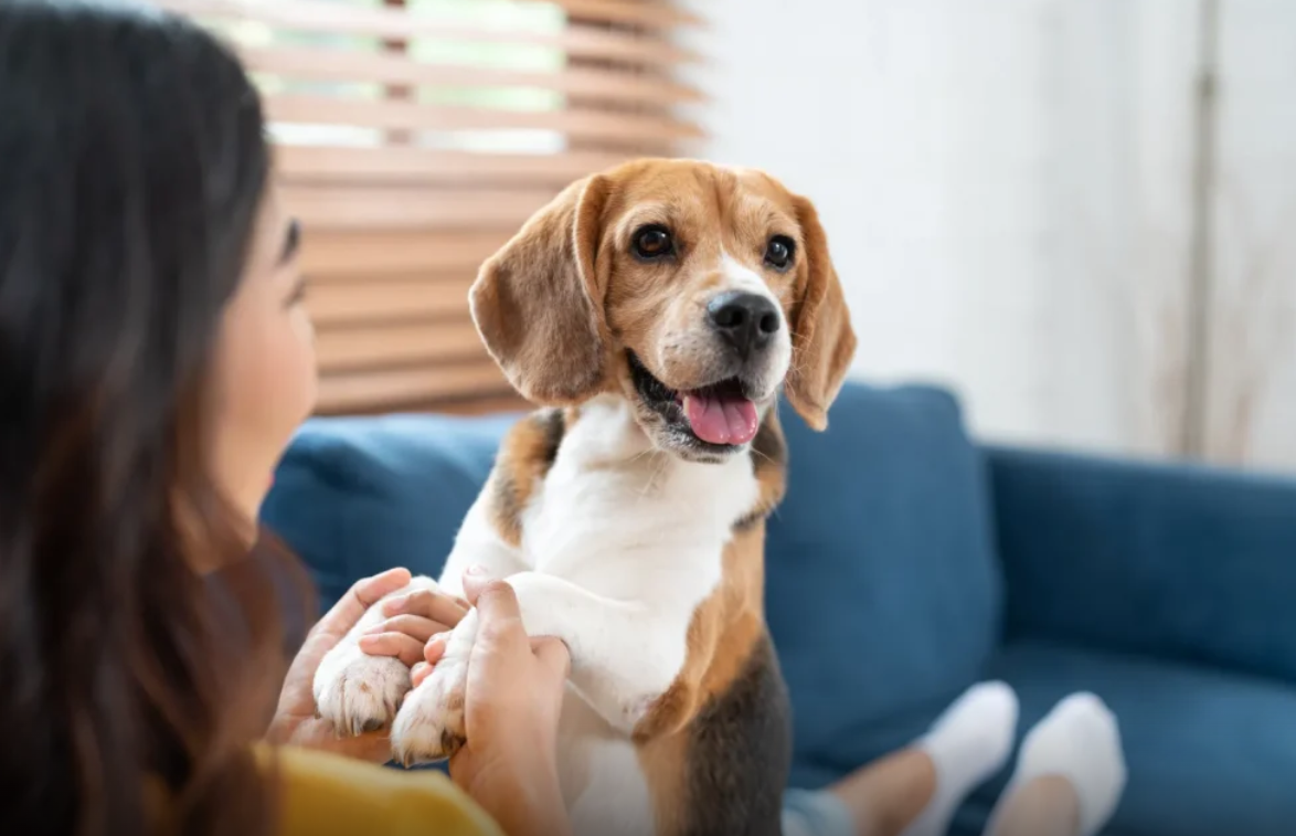 Gjykata e Nju Jorkut: Qentë tani ligjërisht “anëtarë të familjes”