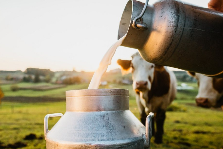 Komuna e Mitrovicës ofron 10 cent subvencion për çdo litër qumështi të prodhuar