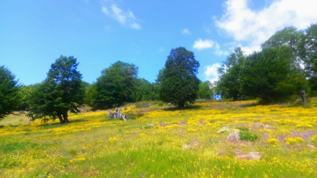 Shqipëri, parashikimi i motit Shqipëri, parashikimi i motit